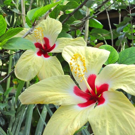 Physis Caribbean Bed & Breakfast Puerto Viejo de Talamanca ภายนอก รูปภาพ